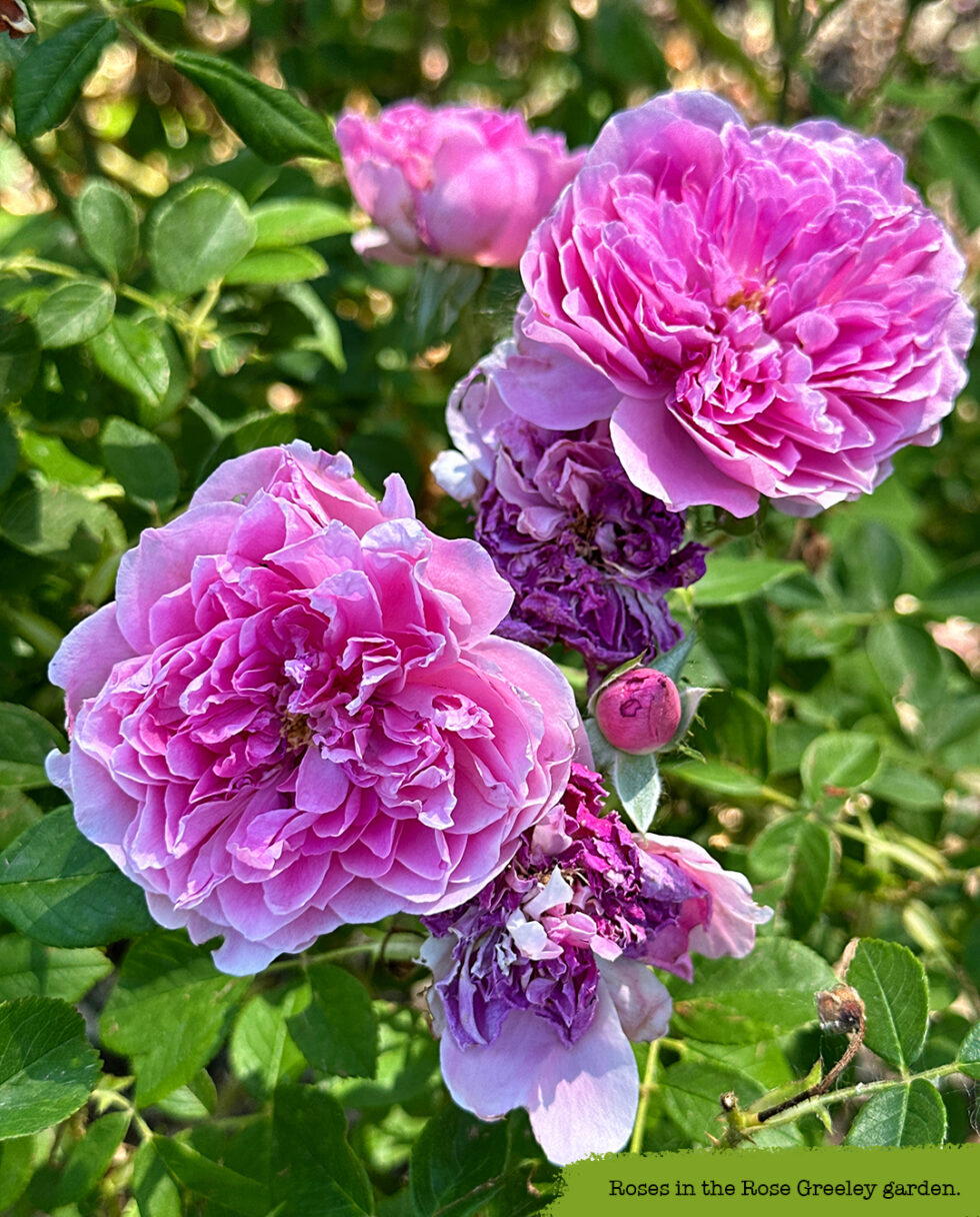 Roses Gi Ginesis: A Tale of Two Gins - The Bite